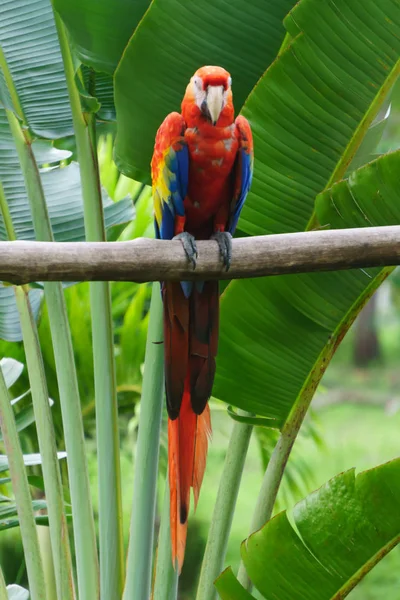 Mooie Rode Papegaai Natuur — Stockfoto