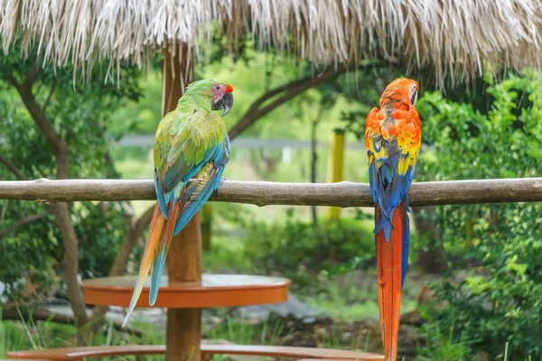 Tropische Papageien Der Natur — Stockfoto