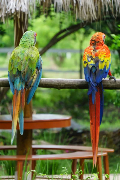 Loros Tropicales Naturaleza — Foto de Stock