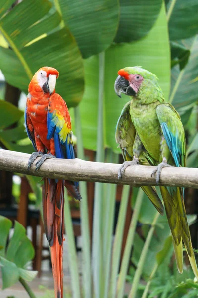 Nikaragua Dan Güzel Papağan — Stok fotoğraf