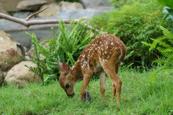 Whitetail Deer Fawn Никарагуа Центральная Америка — стоковое фото