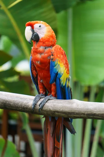 Mooie Papegaaien Uit Nicaragua — Stockfoto