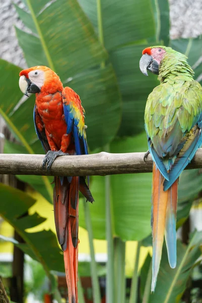 Tropische Papegaaien Natuur — Stockfoto