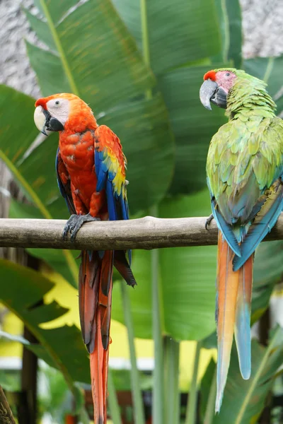 Tropische Papegaaien Natuur — Stockfoto