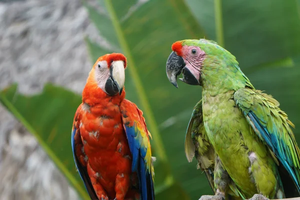 Tropische Papegaaien Natuur — Stockfoto