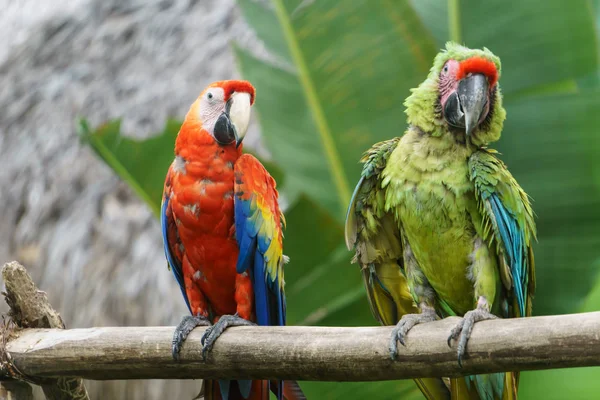 Tropische Papegaaien Natuur — Stockfoto