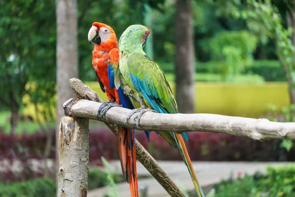 Mooie Papegaaien Uit Nicaragua — Stockfoto