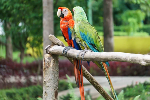 Mooie Papegaaien Uit Nicaragua — Stockfoto