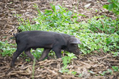 Mısır Island, Nicaragua 17 Ağustos 2016: Otobüs beklerken sokakta yerli kız öğrenci.