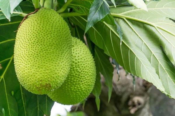 Fruits Pain Corn Island Nicaragua — Photo