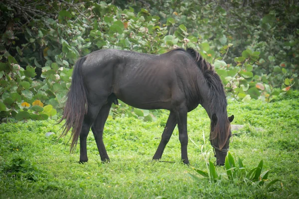 Vacker Svart Häst Naturen — Stockfoto