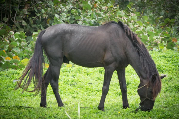 Tyst Svart Häst Naturen — Stockfoto