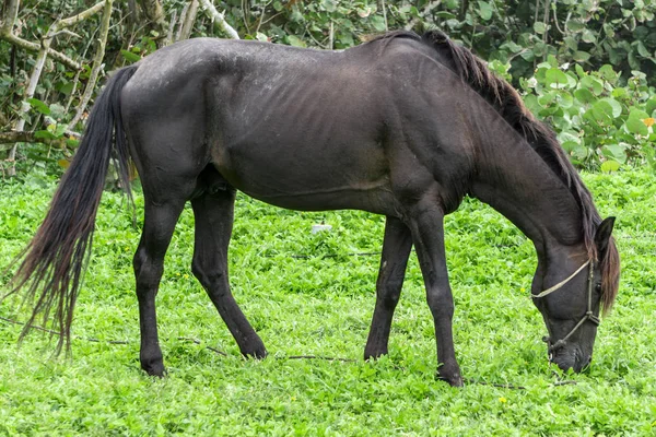 Tranquillo Cavallo Nero Sulla Natura — Foto Stock