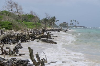 Okyanus Ağaç Kereste sahilde