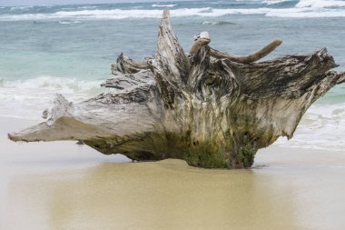 Okyanus Ağaç Kereste sahilde