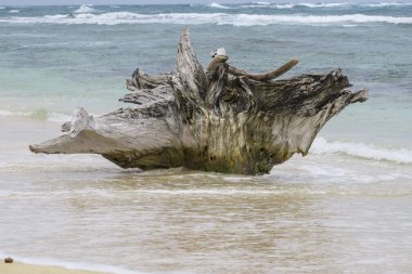 Mısır Island, Nicaragua plaj üzerinde eski mayo