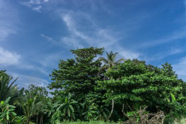 arka plan gökyüzü ile tropikal bitki örtüsü