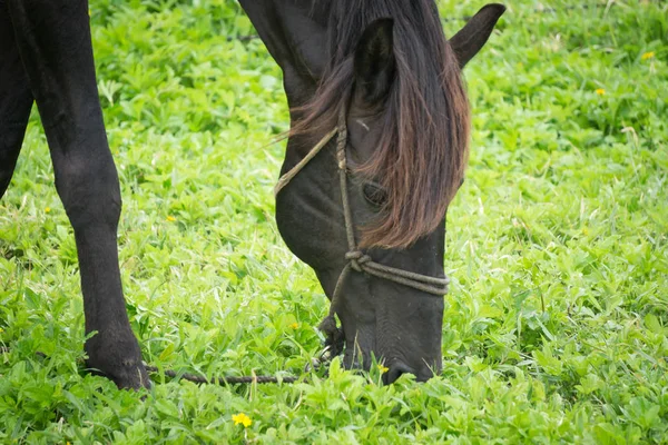 Hermoso Caballo Negro Naturaleza —  Fotos de Stock