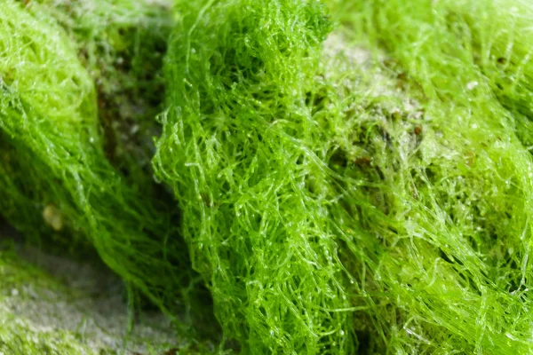 特写作为背景的绿色海藻细节 — 图库照片