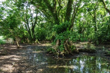 büyük ağaçlar tropikal yerden ile yağmur ormanları