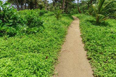 tr orman Ibiscus çiçek