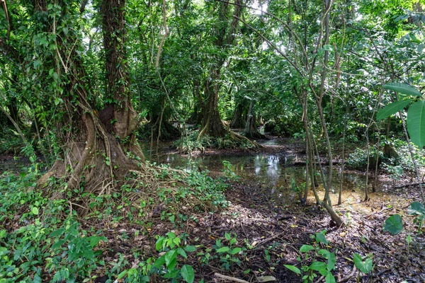 Regenwald Dschungel Mit Großen Bäumen Aus Nicaragua — Stockfoto