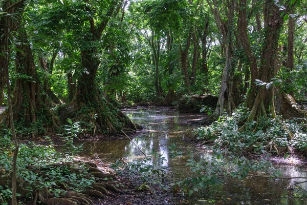 Regnskog Djungel Med Stora Träd Från Nicaragua — Stockfoto