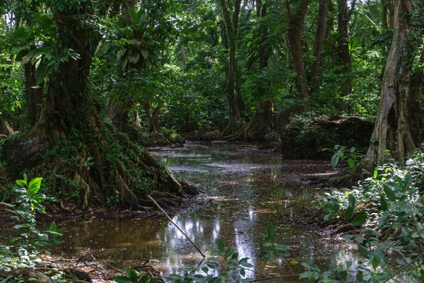 Regenwald Mit Großen Bäumen Aus Tropischem Gebiet — Stockfoto