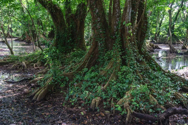 Regenwald Mit Großen Bäumen Aus Tropischem Gebiet — Stockfoto