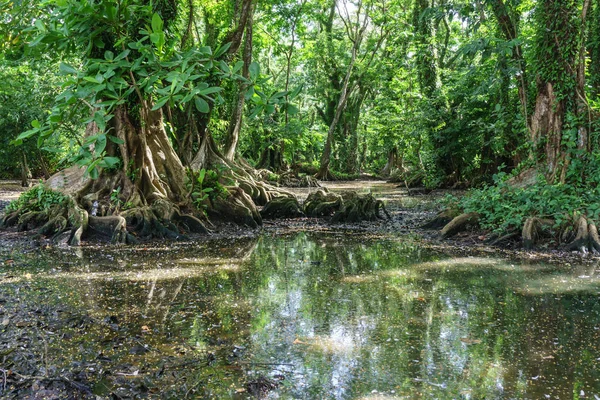 Regenwald Dschungel Mit Großen Bäumen Aus Nicaragua — Stockfoto