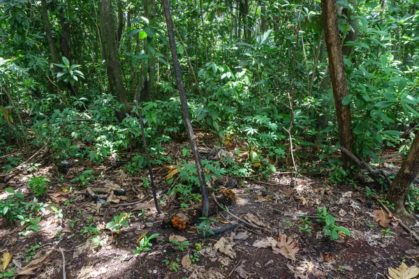 Selva Tropical Con Grandes Árboles Del Lugar Tropical — Foto de Stock