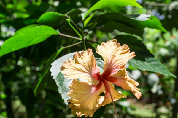 Ibiscus Flower Forest — Stock Photo, Image