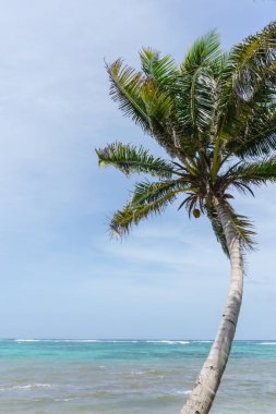 Hindistan cevizi hurma ile Karayip Denizi