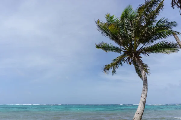 カリブの海と椰子 — ストック写真