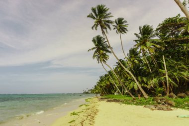 Hindistan cevizi palmiyeli tropik plaj