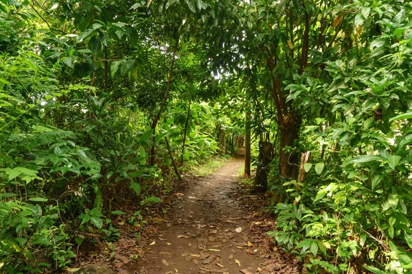 Weg Die Natur Auf Kleiner Maisinsel — Stockfoto