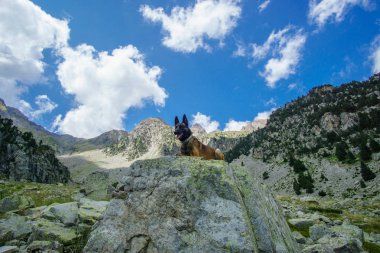 Belçika çoban koyun malinois Dağı'nda