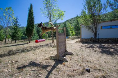 safkan Belçikalı koyun malinois çeviklik, polis köpeği eğitim