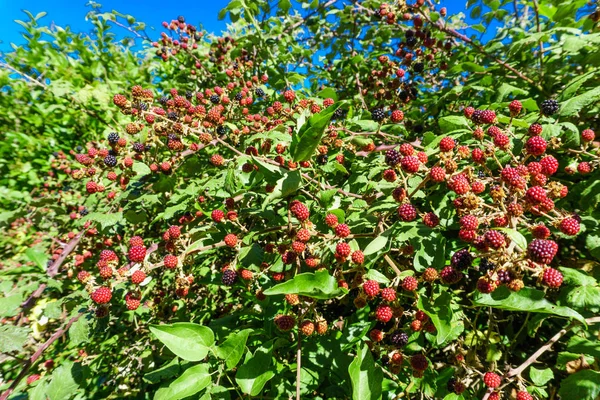 Rojo Natural Salvaje Moras Rama Durante Verano Tierra Mediterránea Fotos De Stock Sin Royalties Gratis