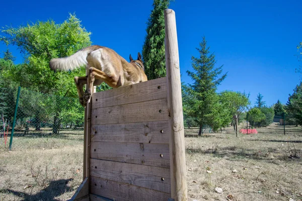 Belgian Shepherd Dog Training Agilty Mode — Stock Photo, Image