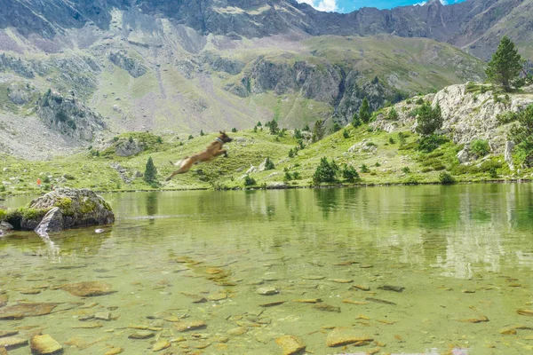 Ritratto Pastore Belga Razza Pura Che Salta Malinois Sulla Natura — Foto Stock