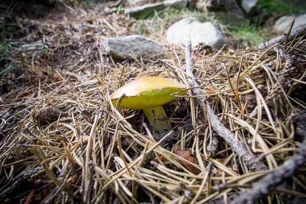 Sárga Vargánya Sullius Granulatus Erdei Gomba — Stock Fotó