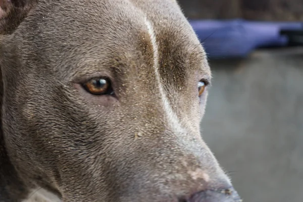 close-up view of gray dog with sad eyes