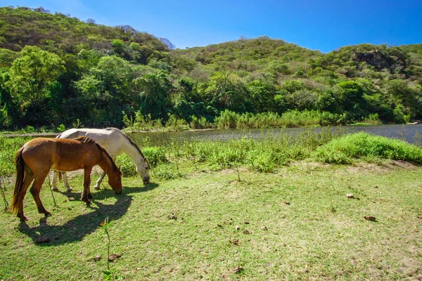 Häst Grönt Landskap — Stockfoto
