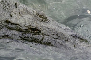 Timsah Nehri üst profili sular altında.