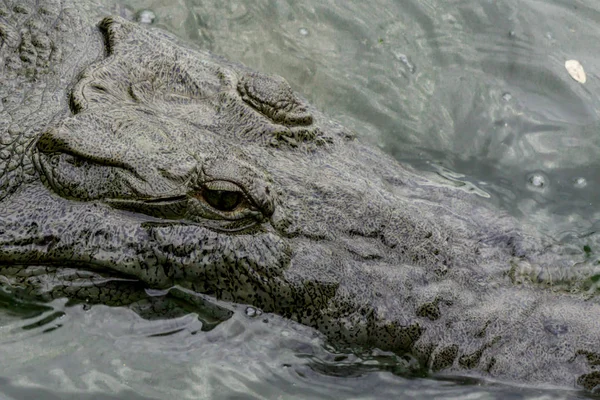 Folyó Felső Nézetben Elmerült Krokodil — Stock Fotó