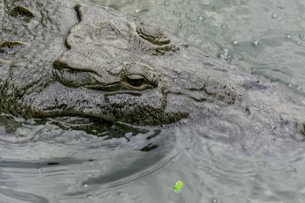 Elmerült Sötét Vizein Folyó Nicaraguában Veszélyes Krokodil — Stock Fotó
