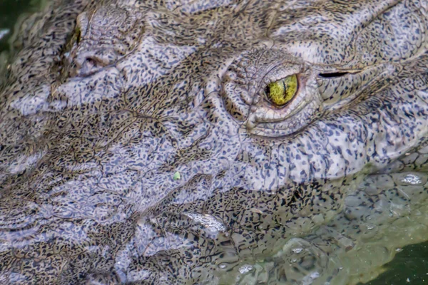 Top View Crocodile Swimming Nicaragua River — Stock Photo, Image