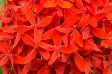 detay küçük kırmızı çiçekler, Açık Bahçe tesislerinde yakından görmek