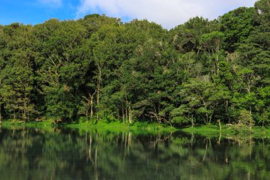 güzel orman manzara bir Gölü